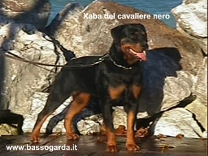 Xaba del cavaliere nero